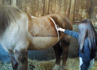 Pesée au Haras national de La Roche sur Yon