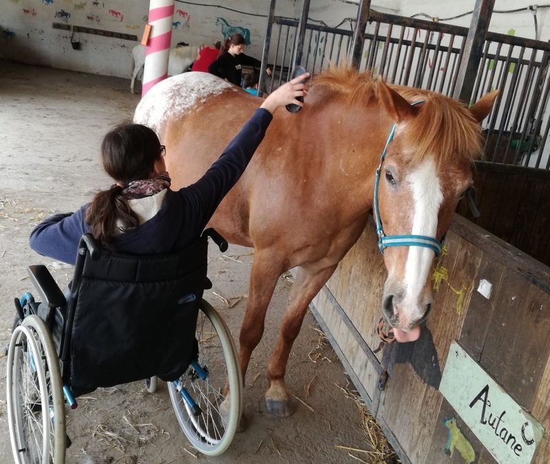 Cheval et différences